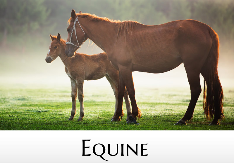 Equine