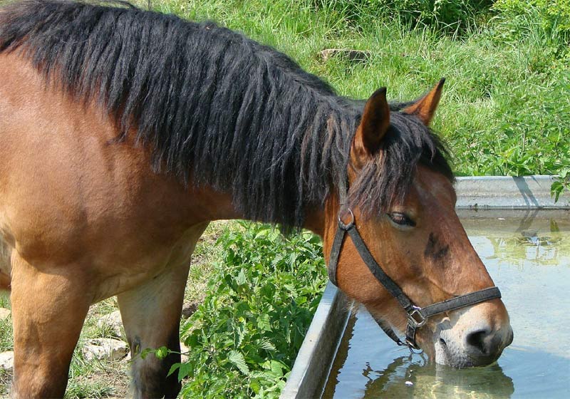 Horse and Pony Vets, Ayrshire