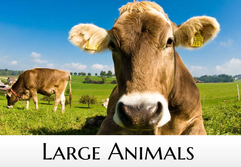 Large Animals