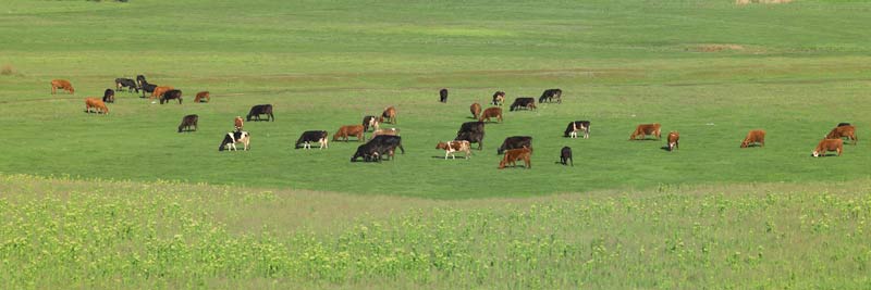 Vets for cows Ayrshire