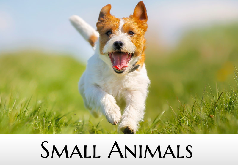 Small Animals